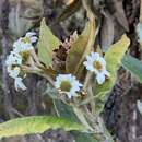 Image of Espeletia occulta subsp. glossophylla