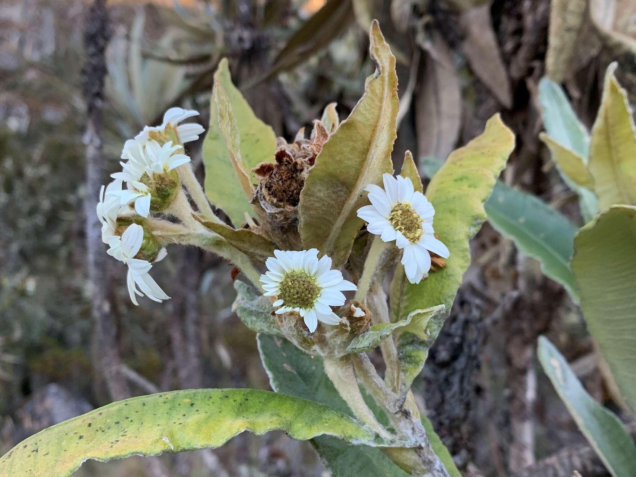 Image of Espeletia occulta subsp. glossophylla