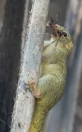Image of Green Bush Squirrel