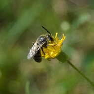 Plancia ëd Lasioglossum leucozonium (Schrank 1781)