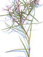 Image of Agathosma pungens (E. Mey. ex Sond.) Pillans