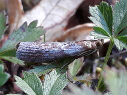 Image of Selagia spadicella Hübner 1796