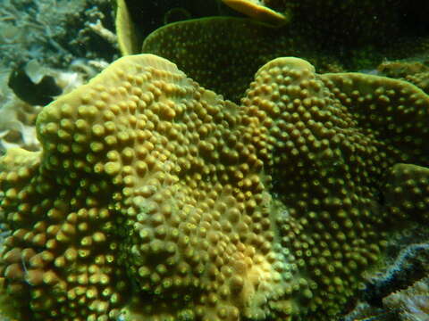 Image of Yellow scroll coral