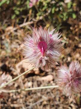 Image of Ebenus pinnata Aiton