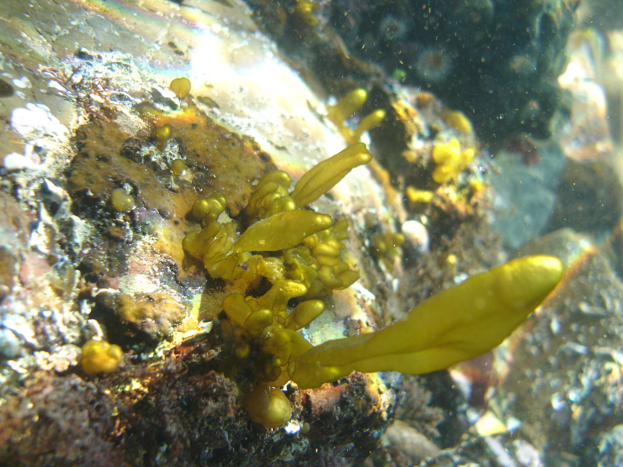 Plancia ëd Dactylosiphon bullosus