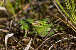 Imagem de Decticus verrucivorus (Linnaeus 1758)