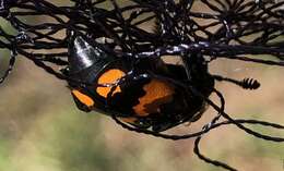 Image of Nicrophorus (Nicrophorus) hebes (Kirby 1837)