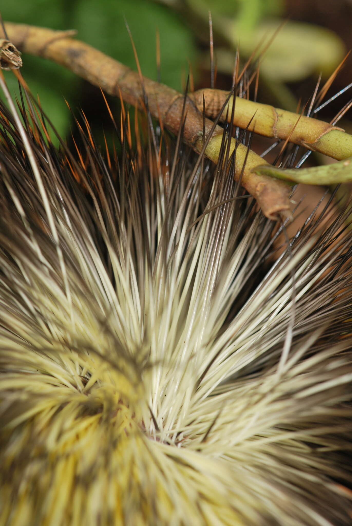 Image of stump-tailed porcupine