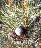 Image of Isopogon divergens R. Br.