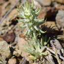 Image of Ceratocephala falcata subsp. incurva (Steven) Chrtek & Chrtková