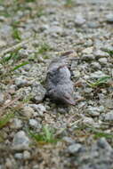 Image of greater white-toothed shrew, house shrew