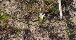 Image of Romulea flava var. viridiflora (Bég.) M. P. de Vos