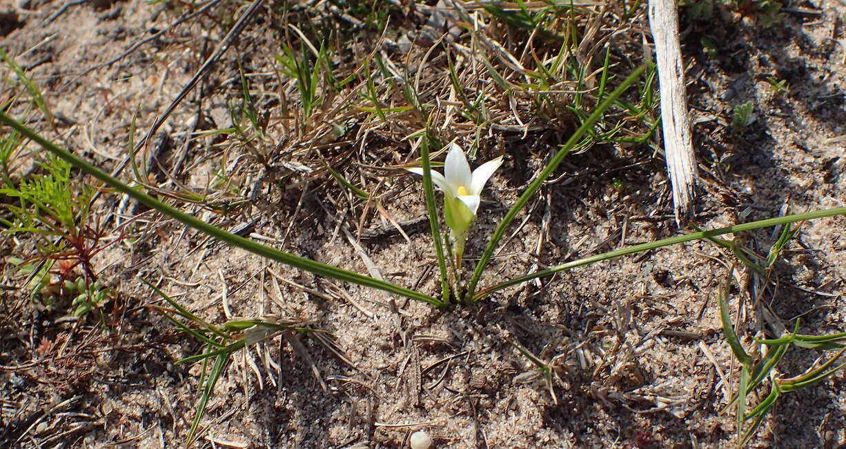 Image of Romulea flava var. viridiflora (Bég.) M. P. de Vos