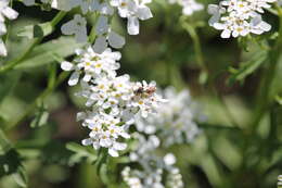 Image of Nomada articulata Smith 1854