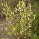 Image of Leucopogon woodsii F. Muell.