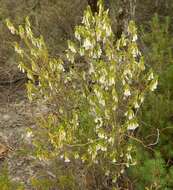 Image of Leucopogon woodsii F. Muell.