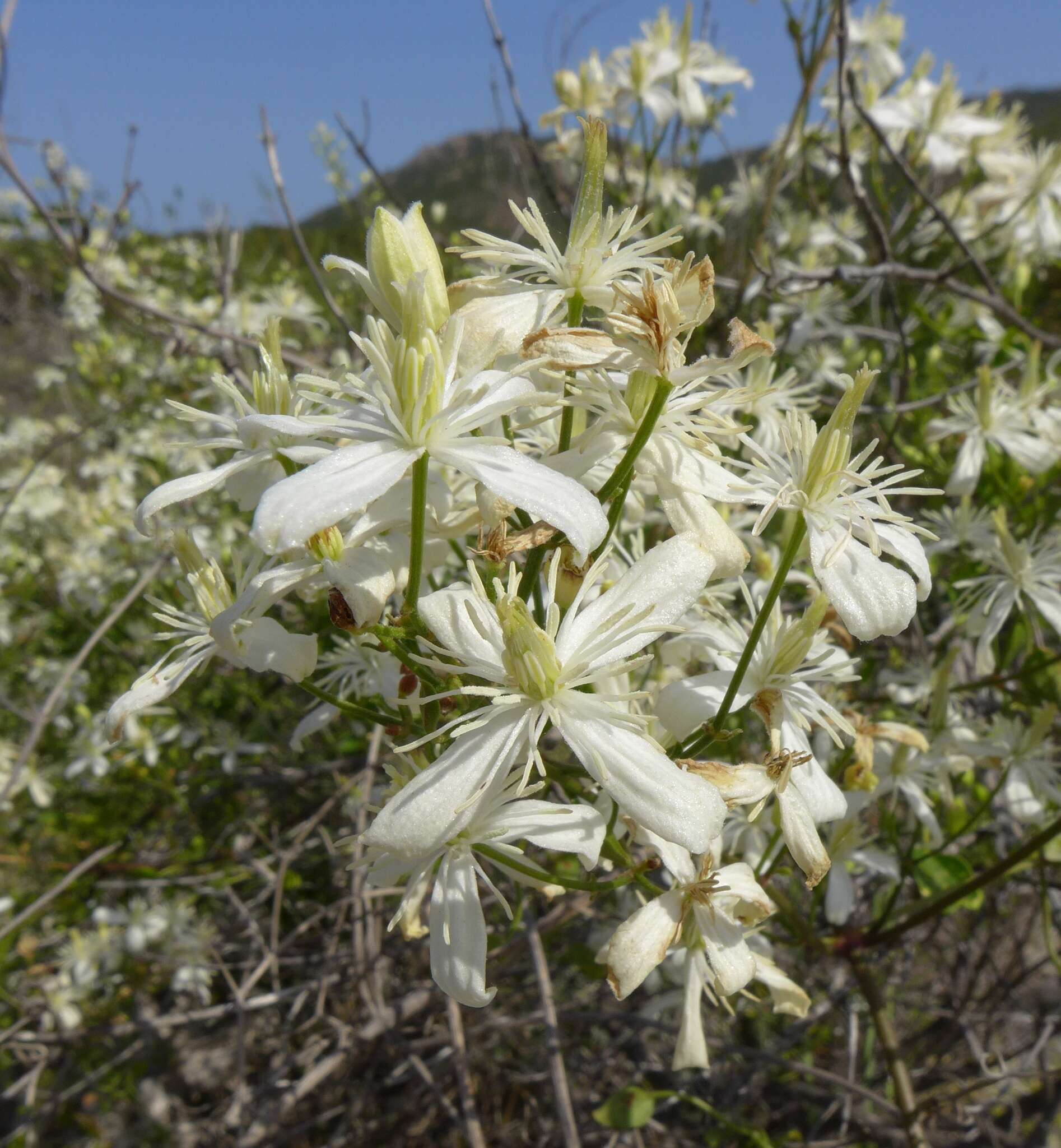 Image of fragrant clematis