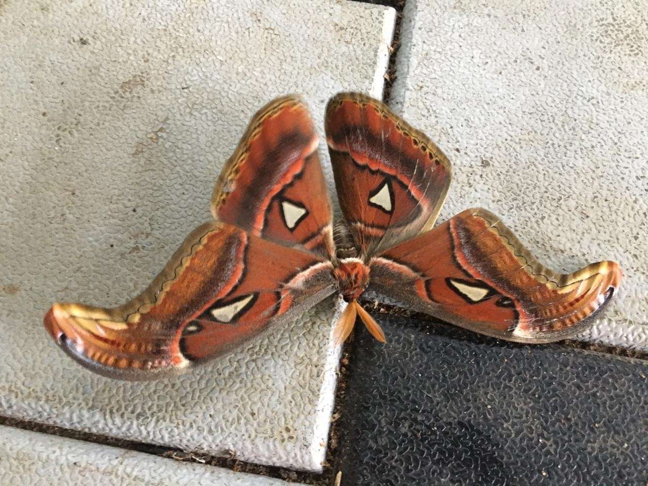 Image of Attacus taprobanis Moore (1882)