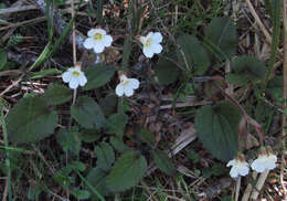 Imagem de Ourisia macrophylla Hook.