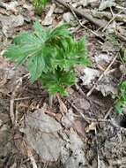 Aconitum septentrionale Koelle resmi