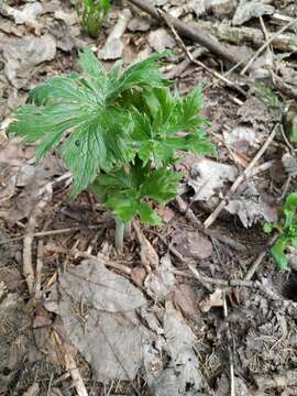 Image of Aconitum septentrionale Koelle