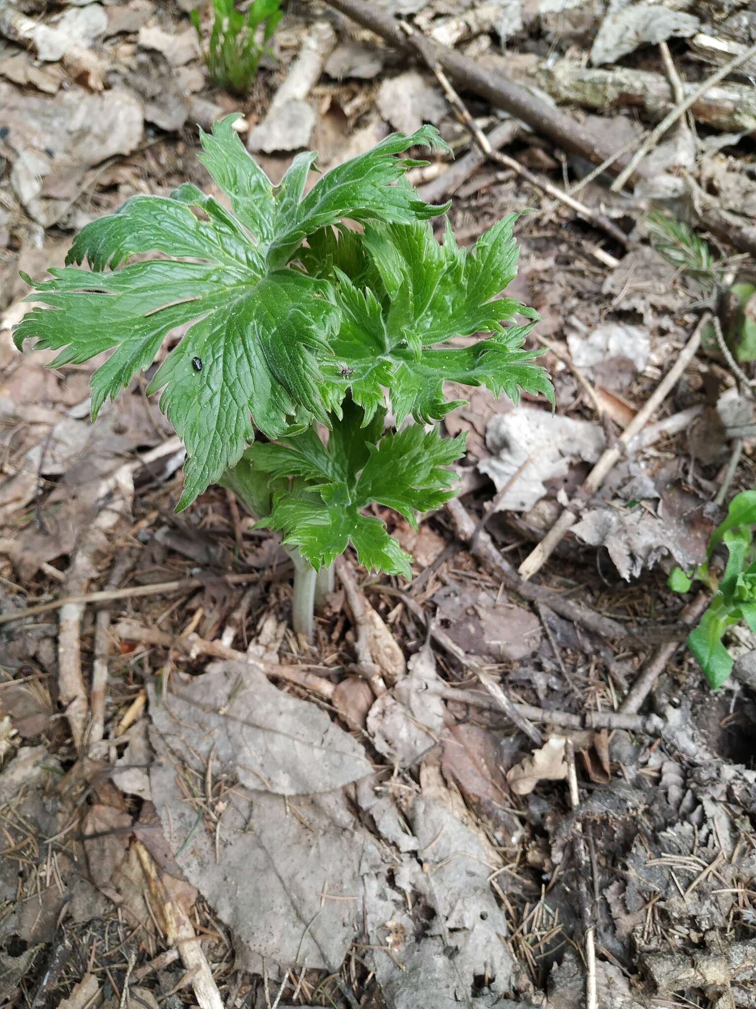 Aconitum septentrionale Koelle resmi