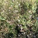 Image of garden baby's-breath