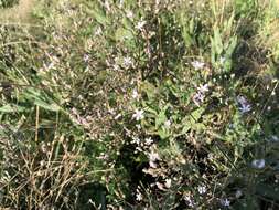 Image of garden baby's-breath