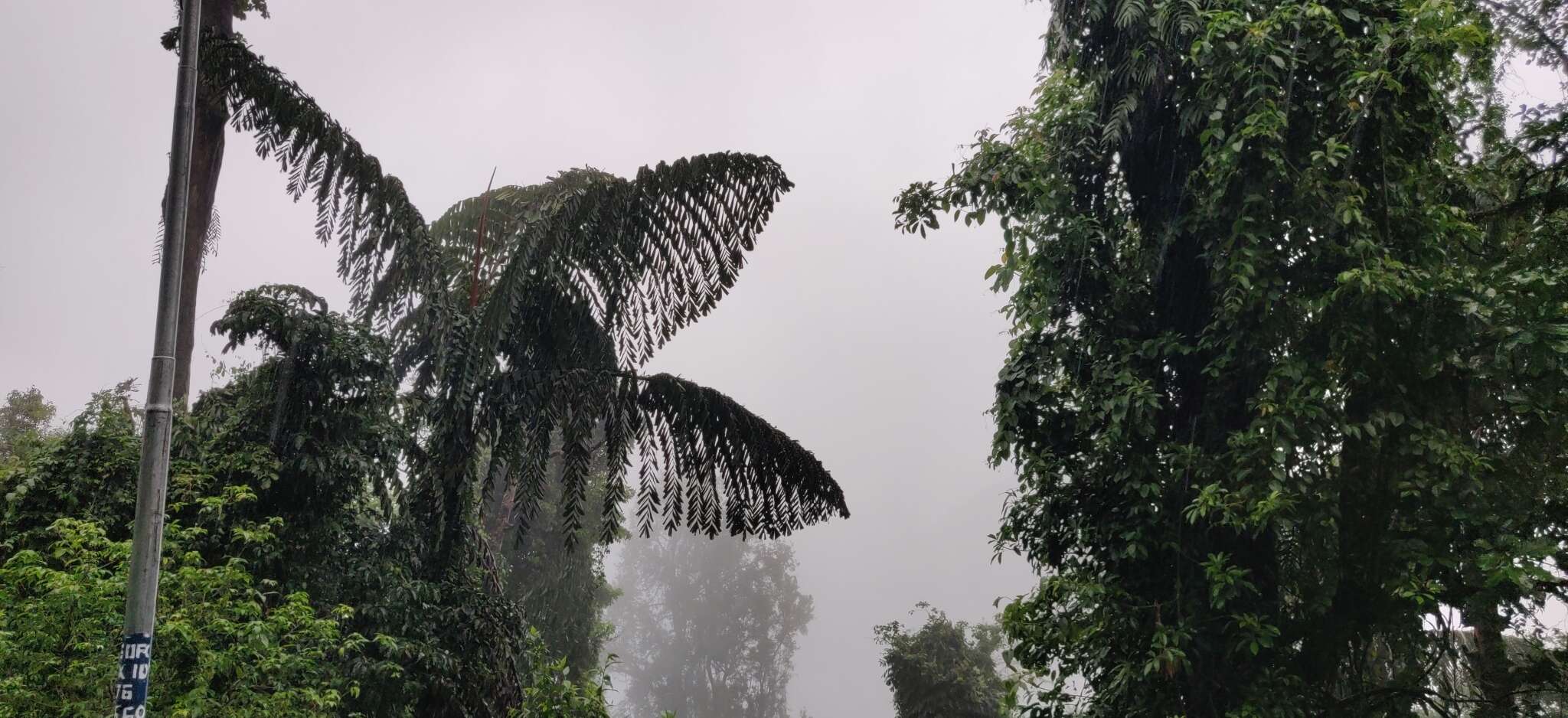 Caryota obtusa Griff. resmi