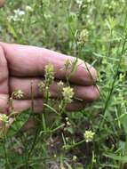 Image of Nuttall's milkwort