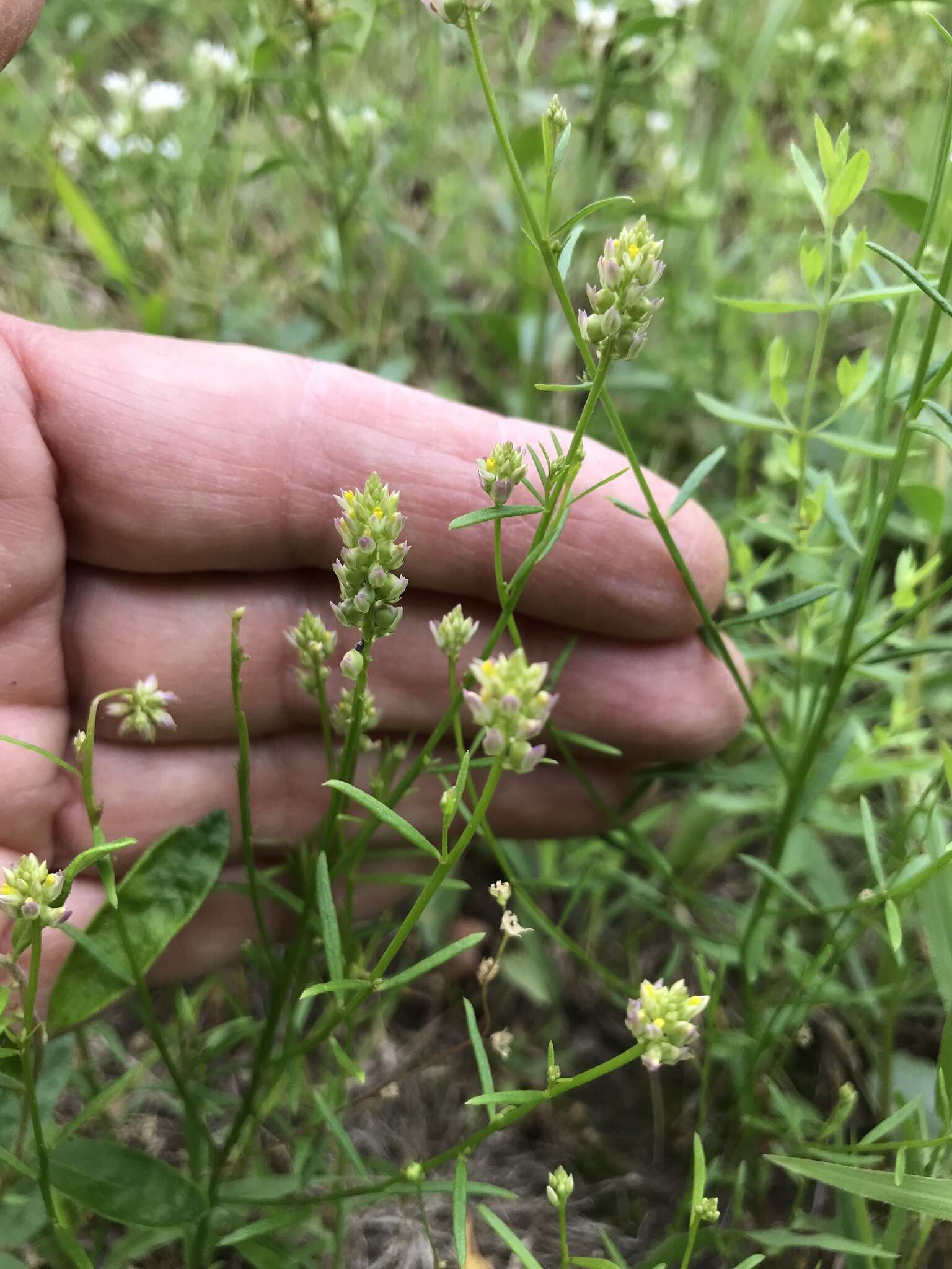 Image of Nuttall's milkwort