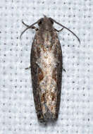 Image of Moth