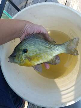 Image of Redear Sunfish