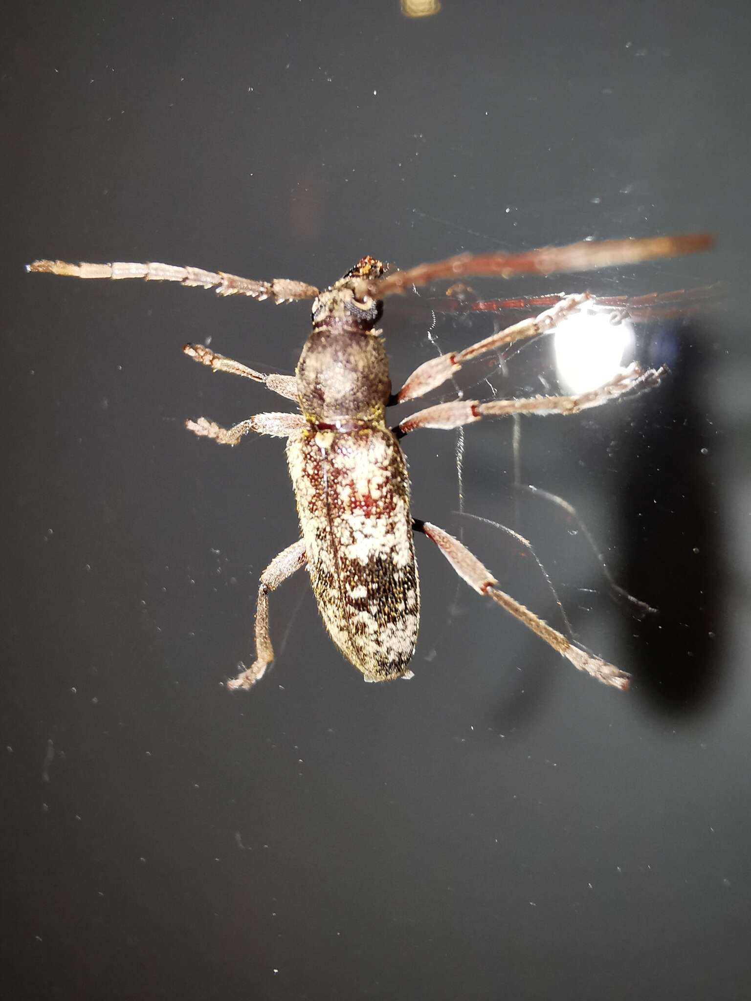 Plancia ëd Anelaphus yucatecus Chemsak & Noguera 2003