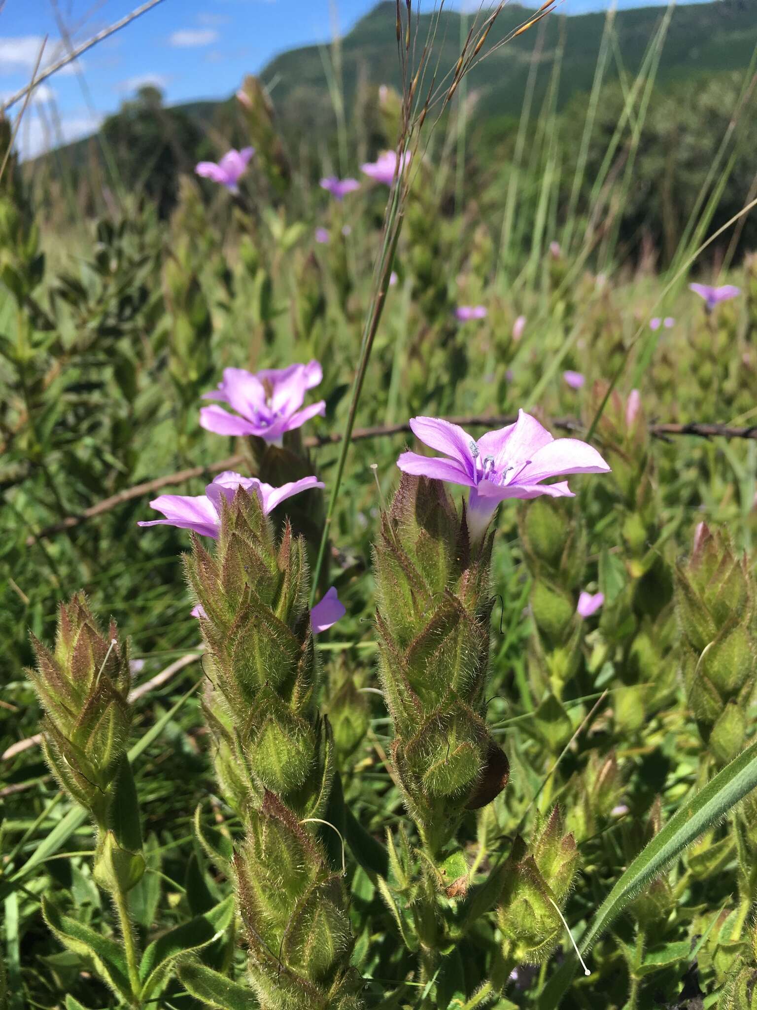 Barleria ovata E. Mey. ex Nees的圖片