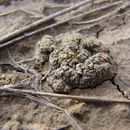 Image of desert aspicilia