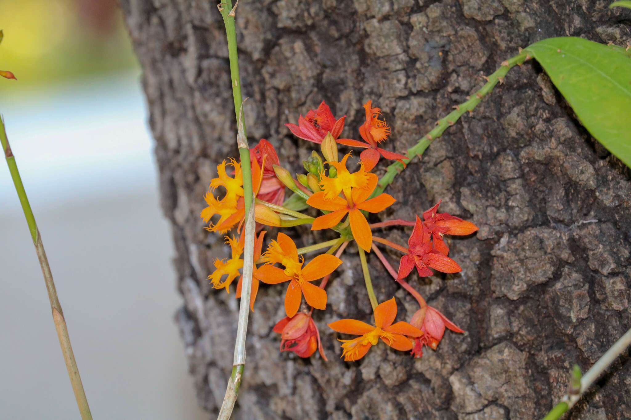 Plancia ëd Epidendrum radicans Pav. ex Lindl.