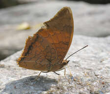 Imagem de Charaxes bernardus hierax Felder 1866