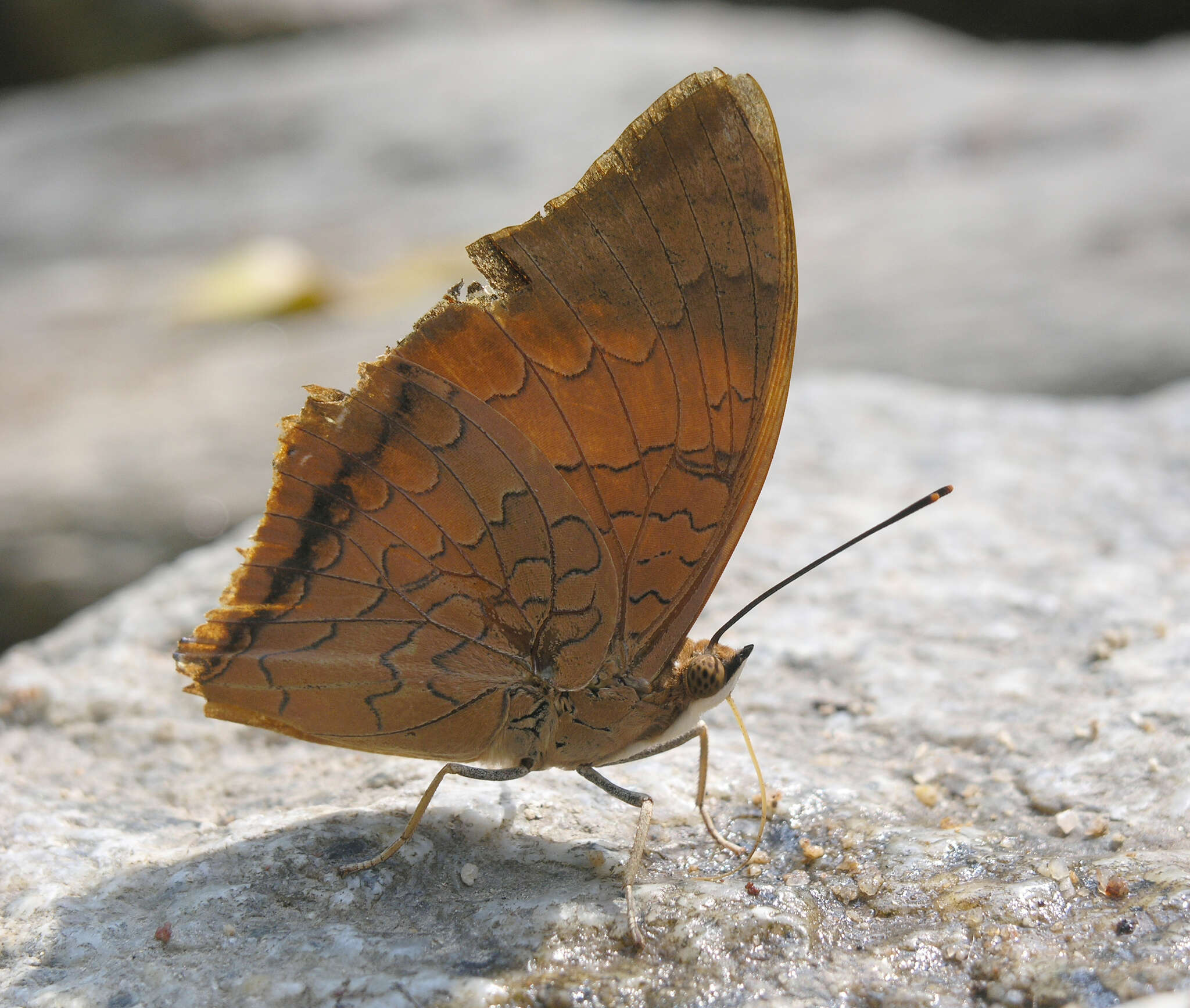 Imagem de Charaxes bernardus hierax Felder 1866