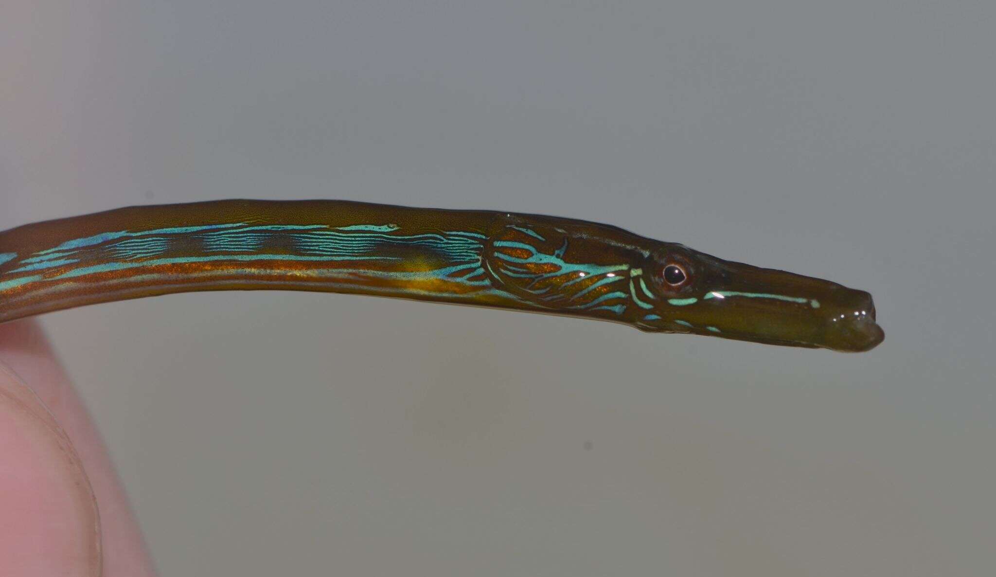 Image of Straightnose Pipefish