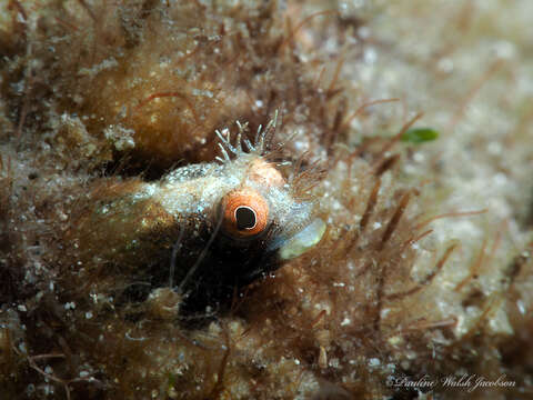 Image of Roughhead Blenny