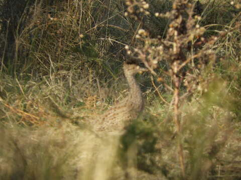 Image of Brushland Tinamou