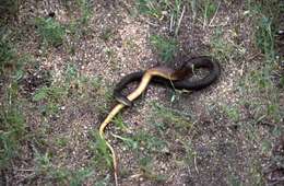 Image of Olive Marsh Snake