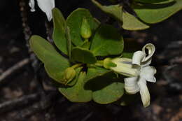 Image of Anthocercis viscosa R. Br.