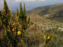 Image of Hypericum goyanesii Cuatrec.