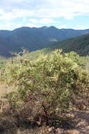 Image of pointleaf manzanita