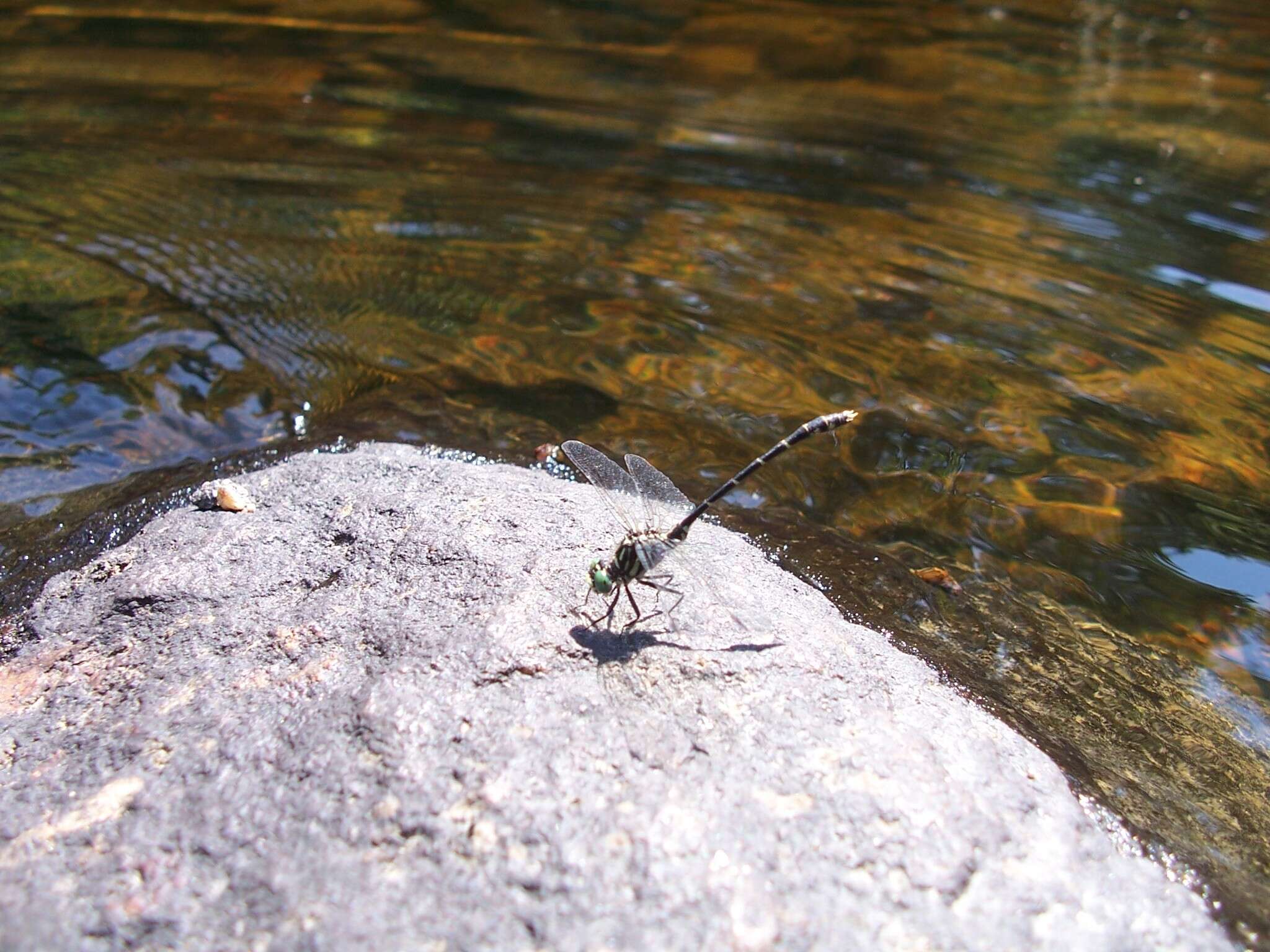 Image of Eastern Least Clubtail