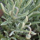 Image of Spear African Daisy