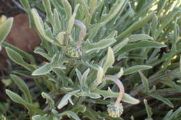 Image of Spear African Daisy