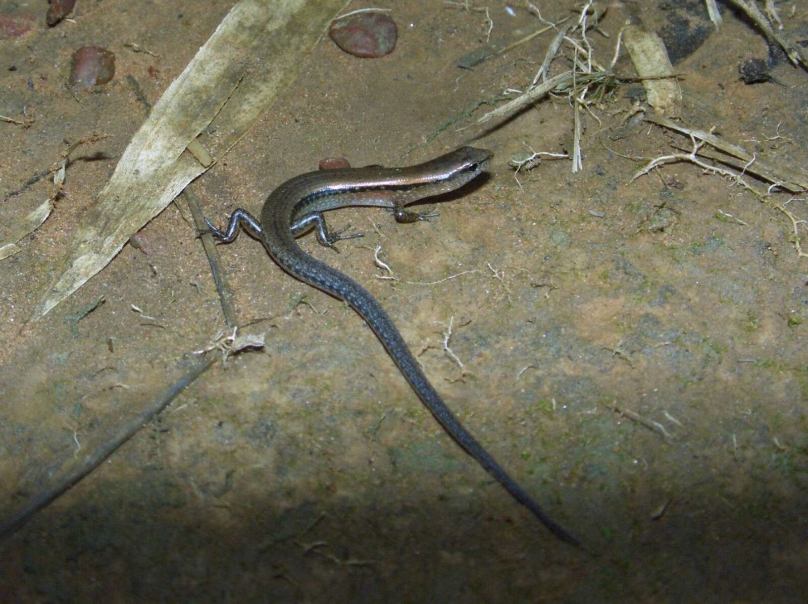 Image of Modest Ground Skink